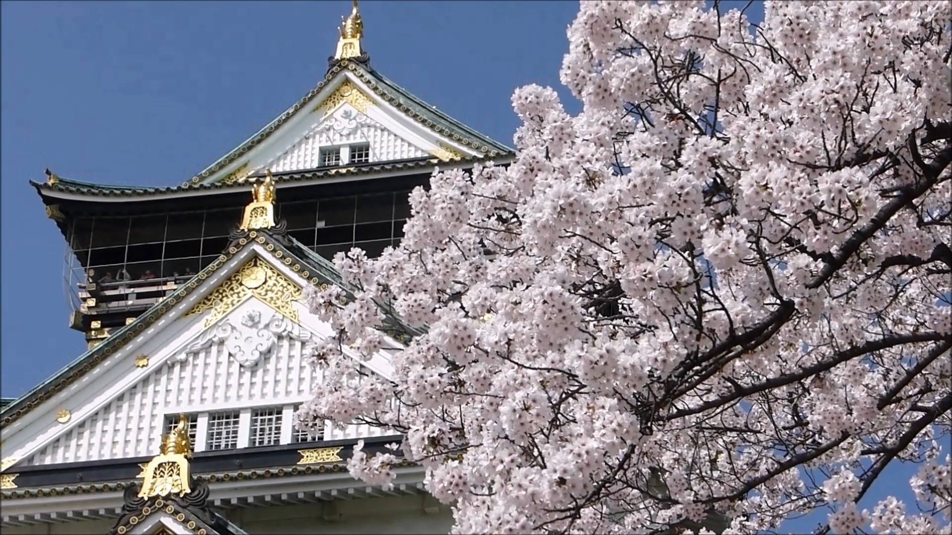 日本出国留学申请项目